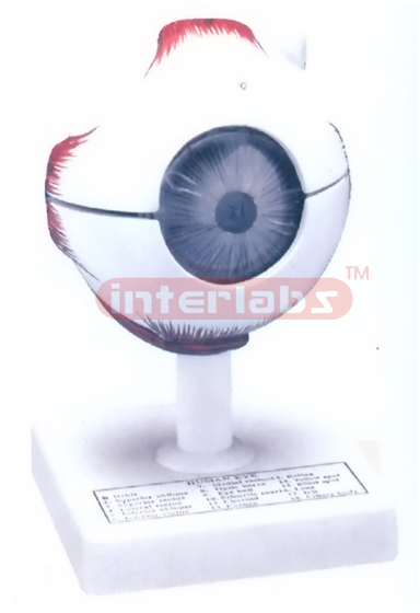 HUMAN EYE BALL